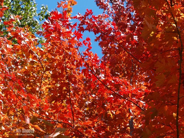 OLYMPUS DIGITAL CAMERA