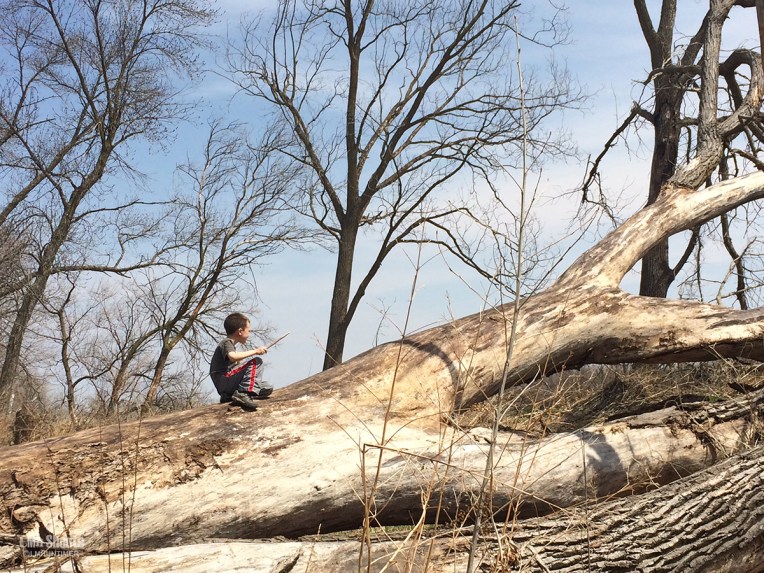 062314_Imagination Tree